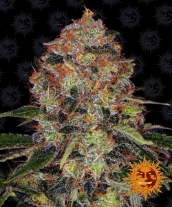 Shiskaberry Hanfsamen
