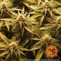 Shiskaberry