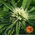 Shiskaberry
