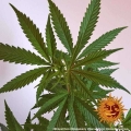 Shiskaberry