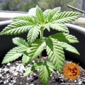 Shiskaberry