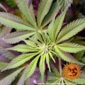 Shiskaberry