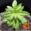 Shiskaberry