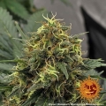 Shiskaberry