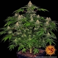 Shiskaberry
