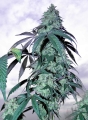 Blue Gelato 41