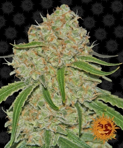 Phantom OG Hanfsamen