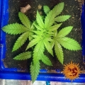 Phantom OG