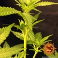 Phantom OG