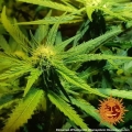 Phantom OG