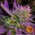 Phantom OG