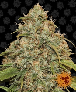 CBD Lemon Potion Auto Hanfsamen