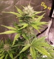 CBD Lemon Potion Auto