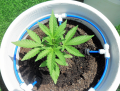 CBD Lemon Potion Auto