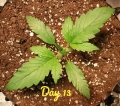 CBD Lemon Potion Auto