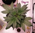 CBD Lemon Potion Auto