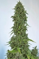 CBD Lemon Potion Auto