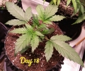 CBD Lemon Potion Auto