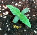 CBD Lemon Potion Auto