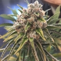 Blueberry OG