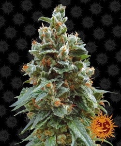 Vanilla Kush Hanfsamen