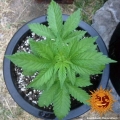 Vanilla Kush