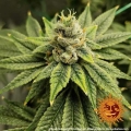 Vanilla Kush