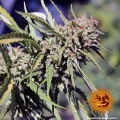 Vanilla Kush