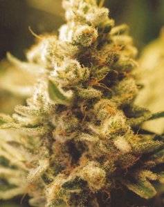 Lemon Kush Hanfsamen