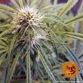 Tangerine Dream