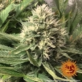 Tangerine Dream