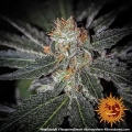 Tangerine Dream