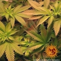 Tangerine Dream