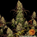 Tangerine Dream