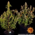 Tangerine Dream