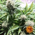 Tangerine Dream