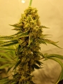 San Fernando Lemon Kush