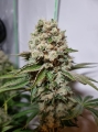 San Fernando Lemon Kush