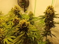 San Fernando Lemon Kush