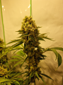 San Fernando Lemon Kush