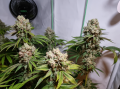 San Fernando Lemon Kush