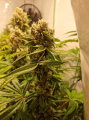 San Fernando Lemon Kush