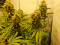 San Fernando Lemon Kush