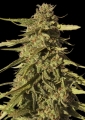 Red Cherry Berry