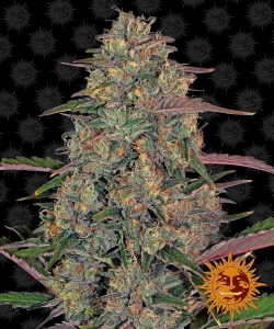Pineapple Chunk Hanfsamen