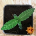 Pineapple Chunk