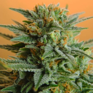 Papaya Hanfsamen