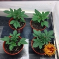 Pineapple Chunk