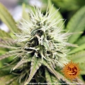 Pineapple Chunk