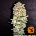 Pineapple Chunk